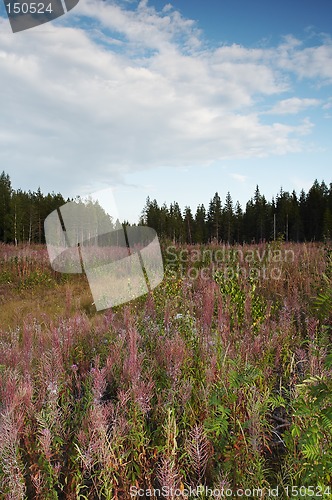 Image of Meadow