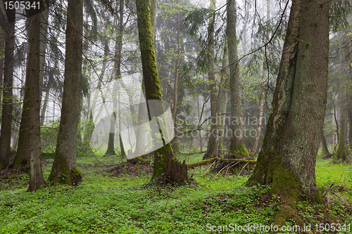 Image of Riparian stand in springtime with fresh green bottom