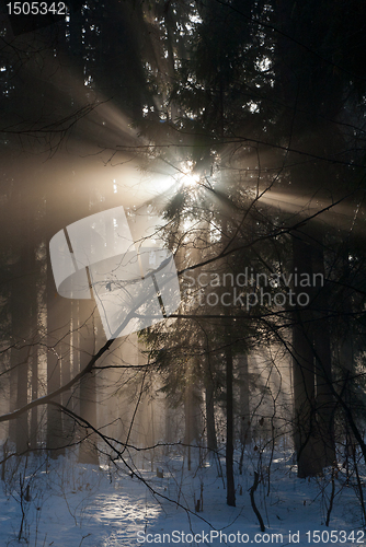 Image of Winter landscape of coniferous stand