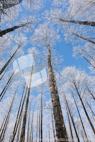 Image of Alder tree crowns snow wrapped against blue sky