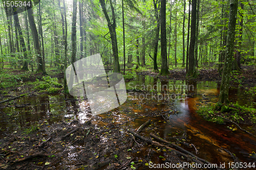 Image of Summertimesunrise in wet deciduous stand of Bialowieza Forest