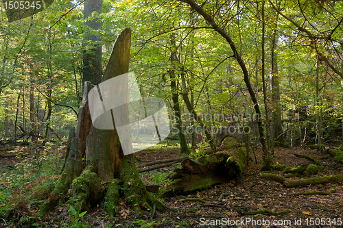 Image of Old oak tree broken lying