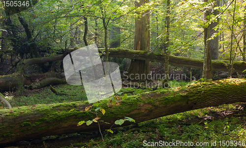 Image of Autumnal deciduous stand forest in snrise