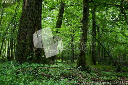 Image of Fresh deciduous stand of Bialowieza Forest with some old trees