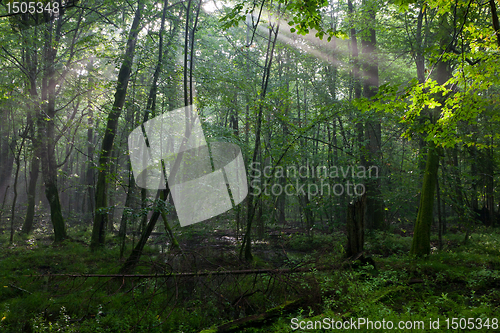 Image of Summer midday with light entering rich deciduous stand