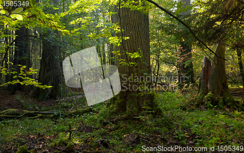 Image of Group of giant oaks in natural forest