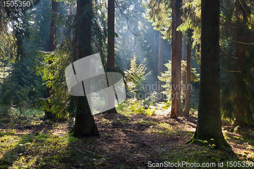 Image of Old coniferous stand of Bialowieza Forest in summer morning