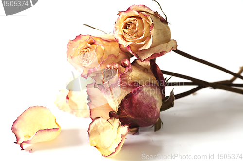 Image of bunch of dry roses against a white