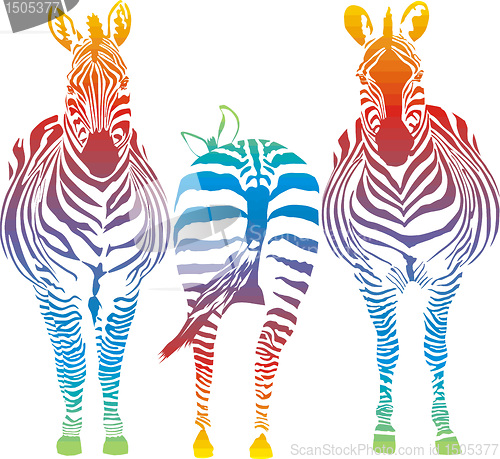 Image of rainbow zebra
