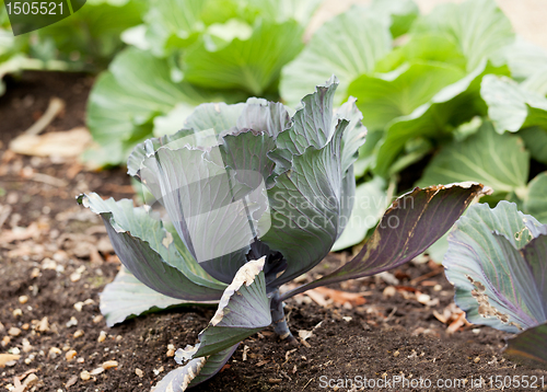 Image of Cabbage in home garden