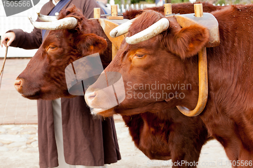 Image of Two oxen in yoke pulling a cart