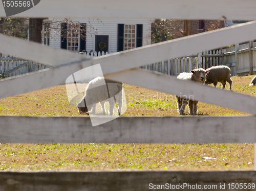 Image of Sheep grazing behind fence