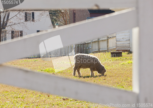 Image of Sheep grazing behind fence