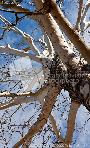 Image of Vertical view up birch tree