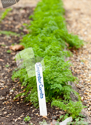 Image of Imperator carrots in home garden