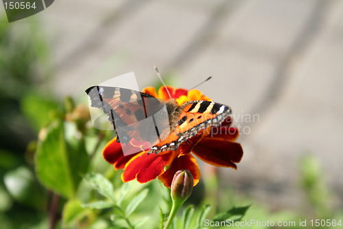 Image of Butterfly on flower