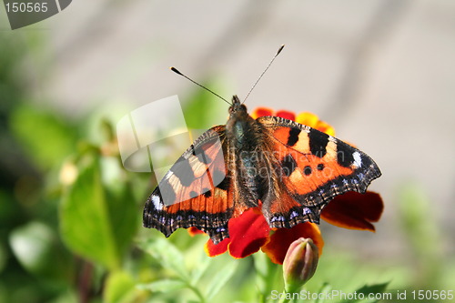 Image of Butterfly on flower