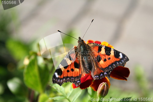 Image of Butterfly on flower