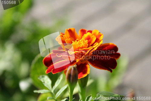 Image of Flower in Norway