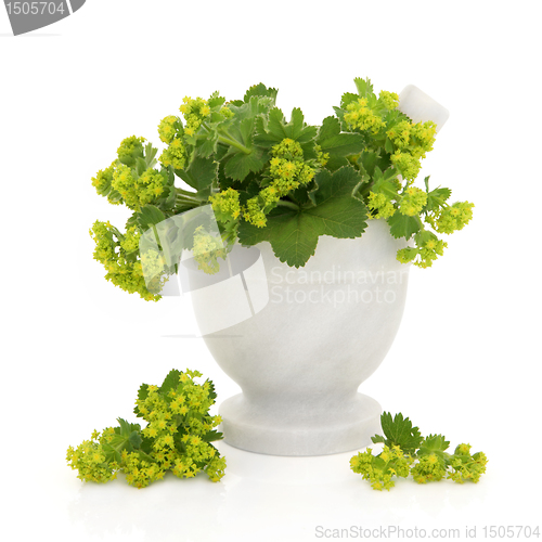 Image of Ladies Mantle Herb Flowers