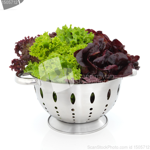 Image of Tricolour Lettuce