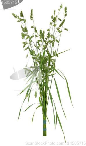 Image of Meadow Grass