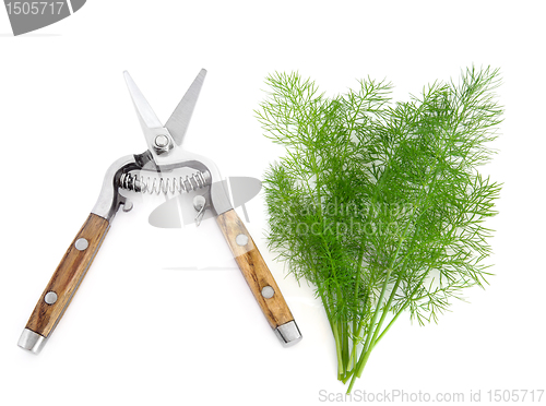 Image of Dill Herb and Secateurs