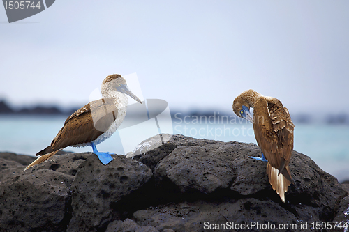 Image of Blue footed boobies