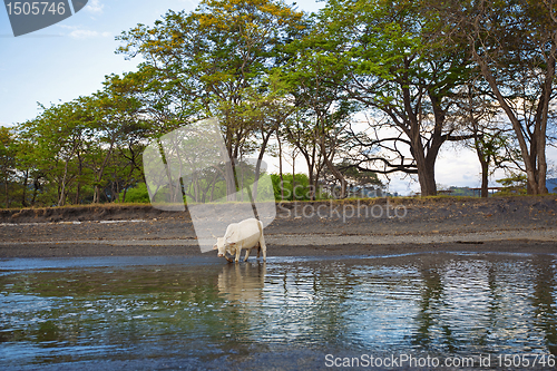 Image of Wild cow