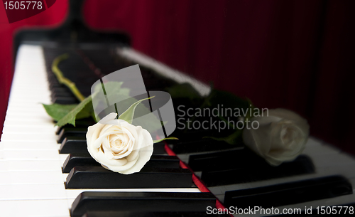 Image of Rose on piano