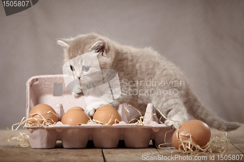 Image of kitten and eggs