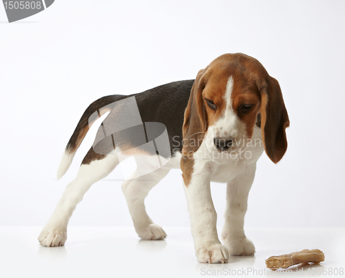 Image of beagle puppy