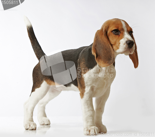 Image of beagle puppy