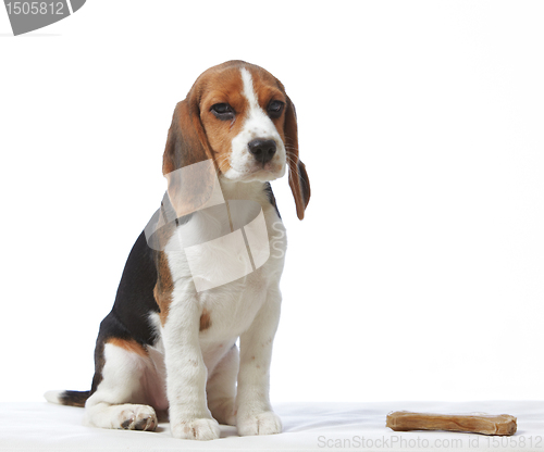 Image of beagle puppy
