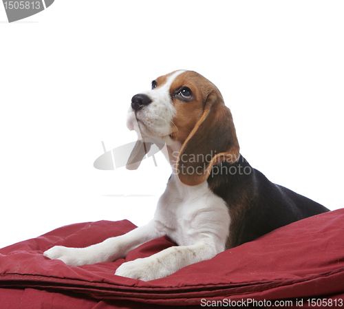 Image of beagle puppy
