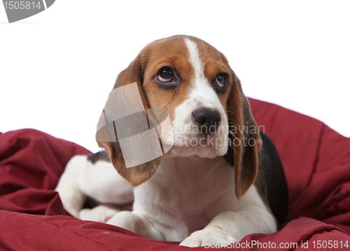 Image of beagle puppy