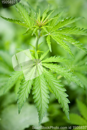 Image of marijuana leaves