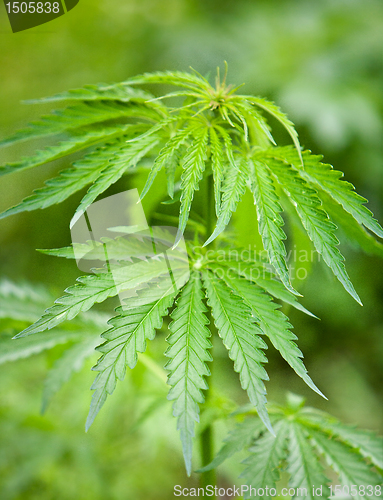 Image of marijuana leaves