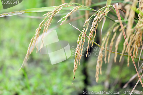 Image of paddy rice