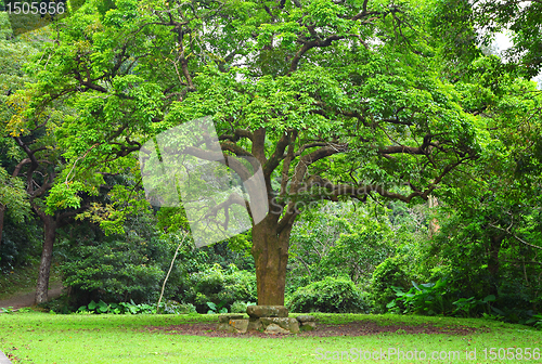 Image of rest place and big tree