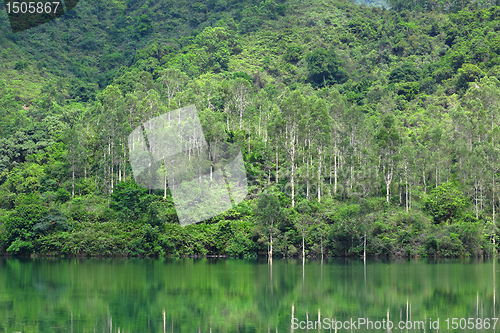 Image of lake with green tree