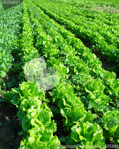 Image of lettuce plant in field