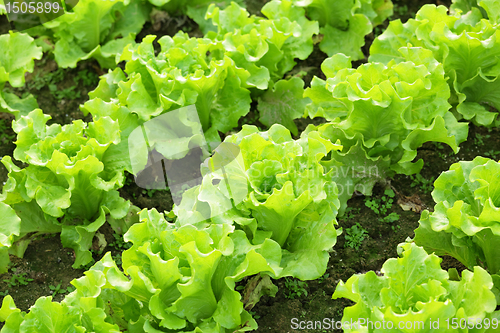 Image of Lettuce seedlings in field