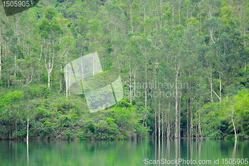 Image of lake with green tree