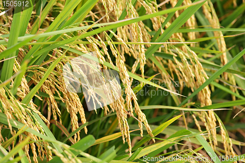 Image of ripe paddy rice