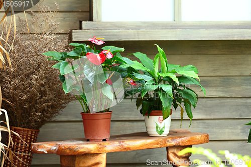 Image of Plant pots