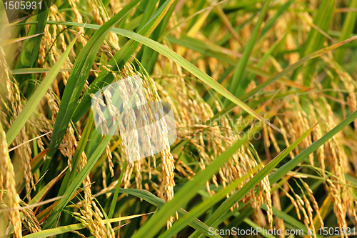 Image of rice plant