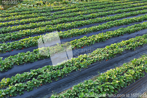 Image of farm field