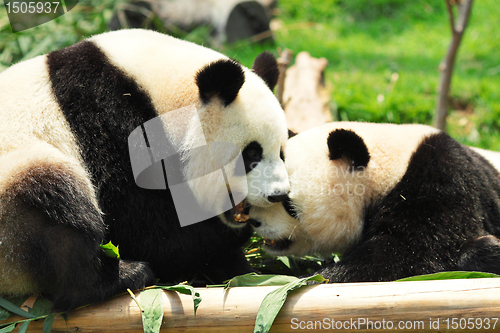 Image of panda playing