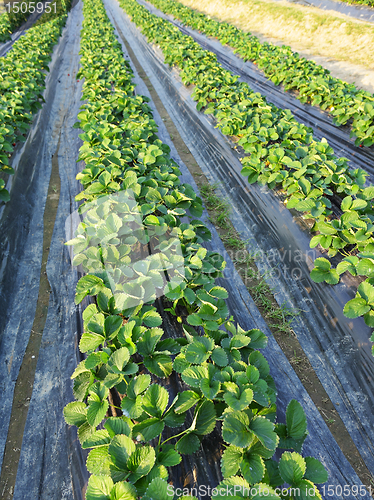 Image of farm field